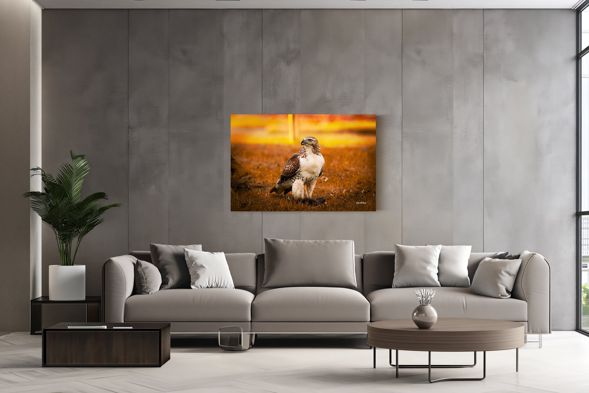 Red-Tailed Hawk with Black Squirrel - Cinematic Wildlife Moment