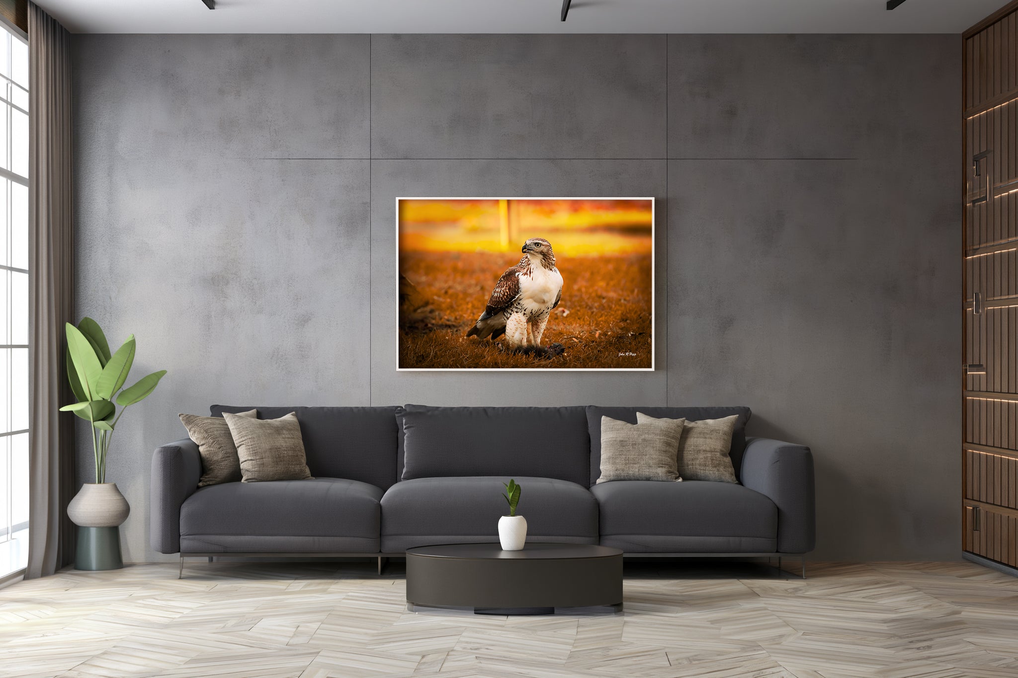 Red-Tailed Hawk with Black Squirrel - Cinematic Wildlife Moment