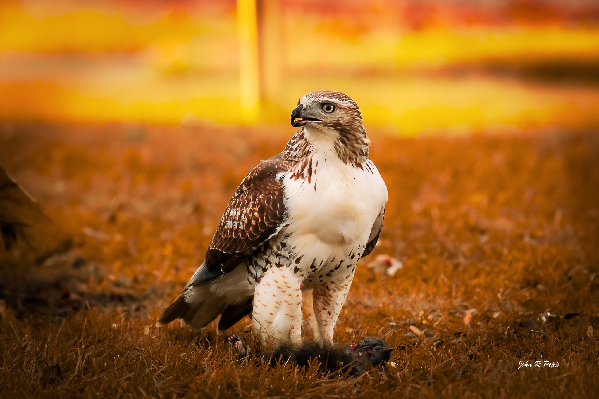 Red-Tailed Hawk with Black Squirrel - Cinematic Wildlife Moment
