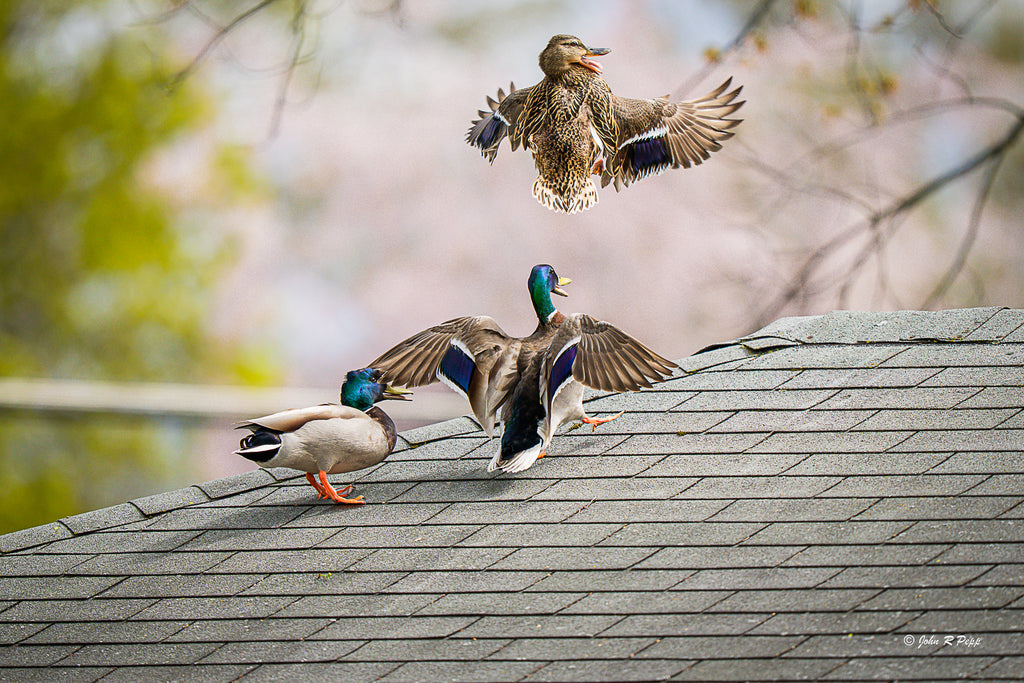 Mallard Chase - A Dramatic Moment of Courtship and Escape