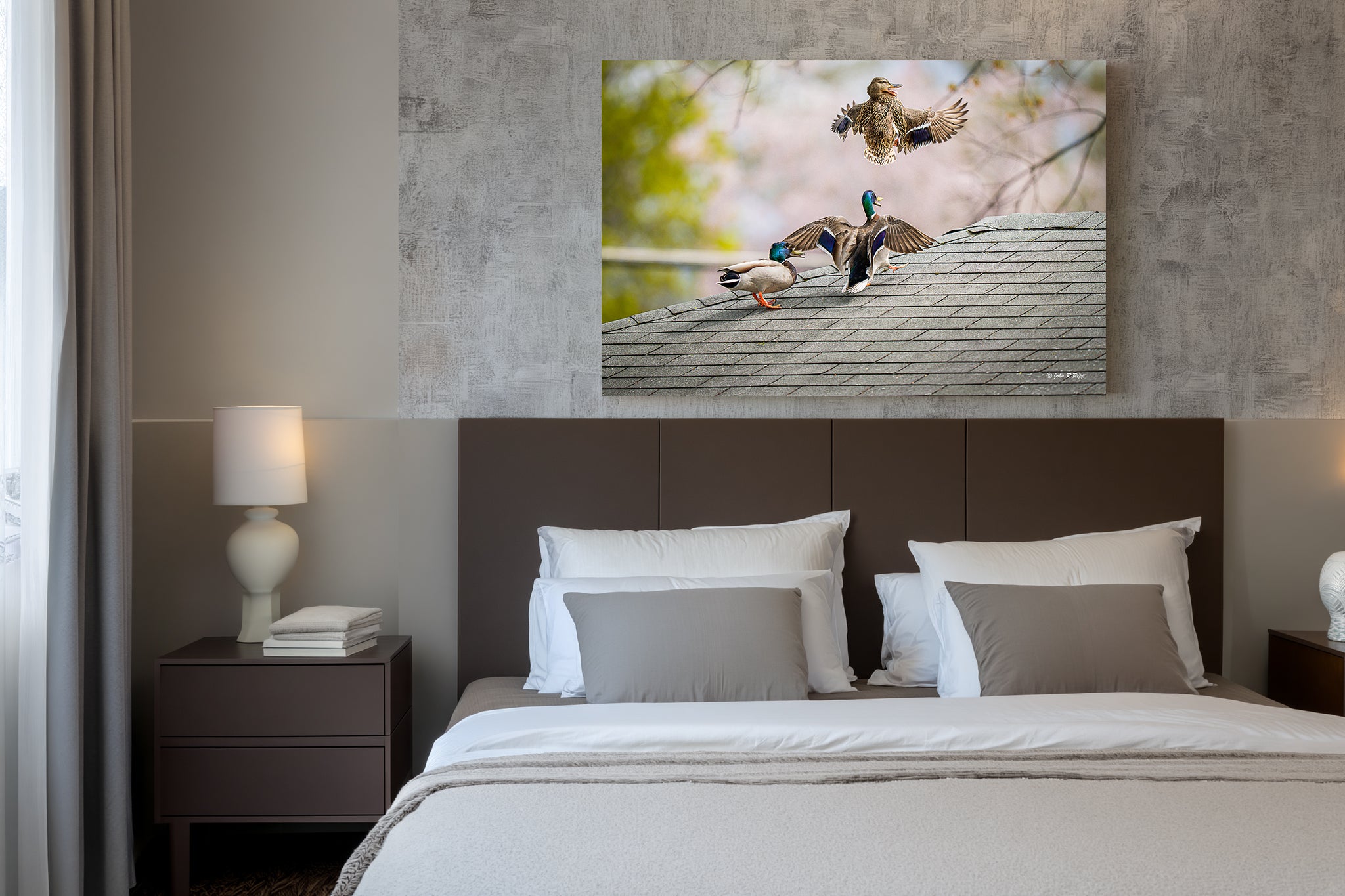 Mallard Chase - A Dramatic Moment of Courtship and Escape