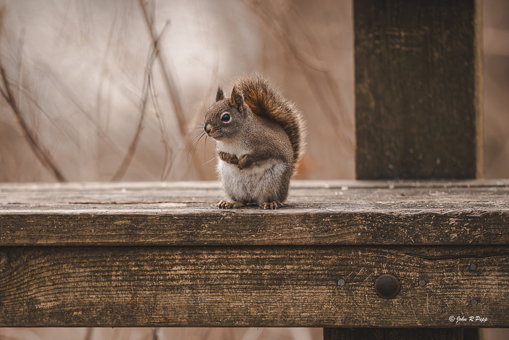 Park Bench Squirrel - A Moment of Woodland Charm