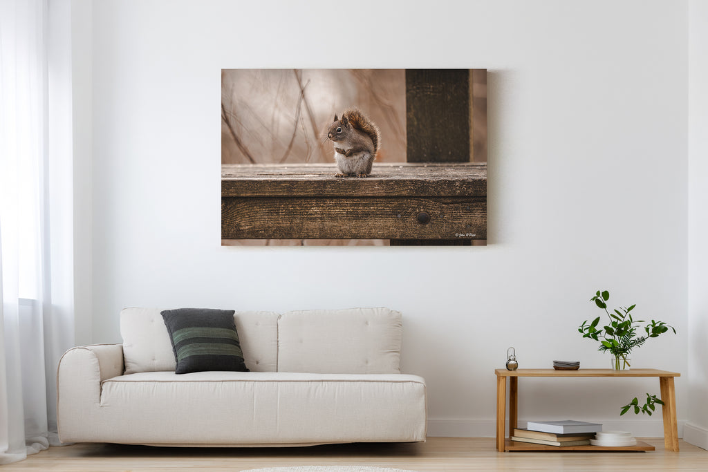 Park Bench Squirrel - A Moment of Woodland Charm