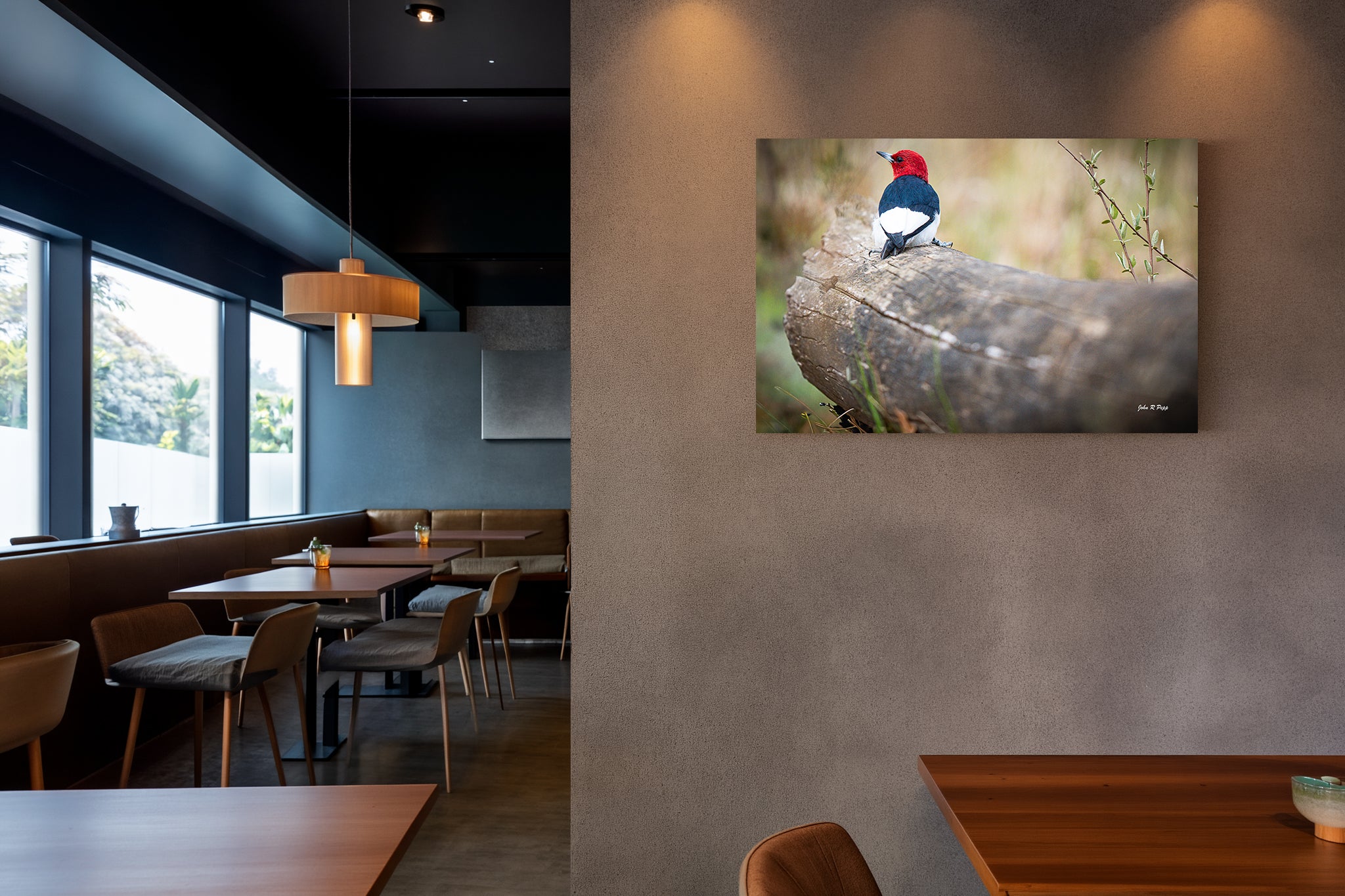 Red-Headed Woodpecker on Fallen Tree