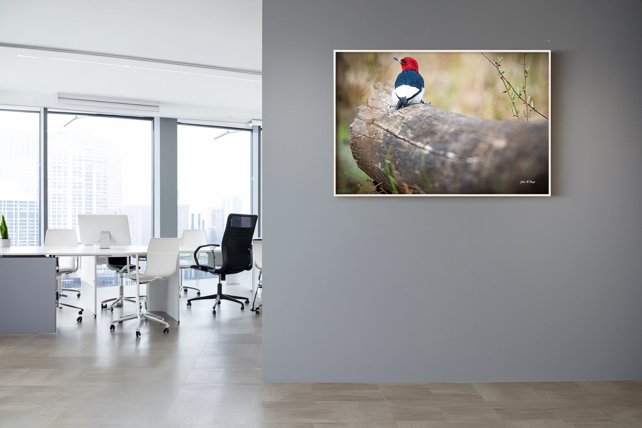 Red-Headed Woodpecker on Fallen Tree