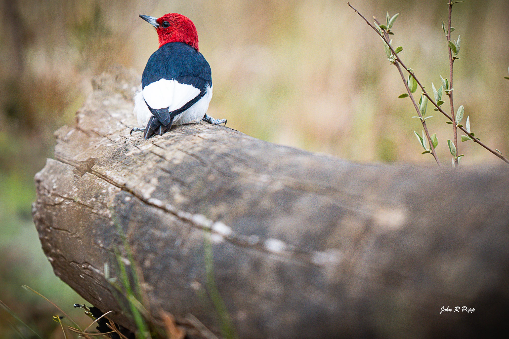 Red-Headed Woodpecker on Fallen Tree
