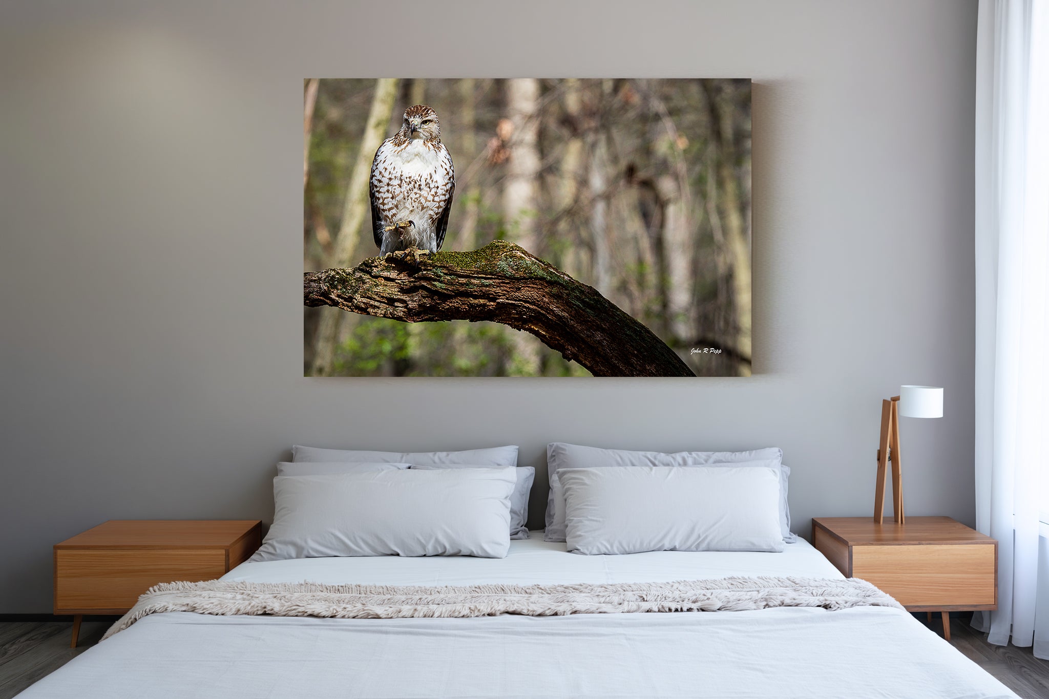 Red-Tailed Hawk with Raised Talon