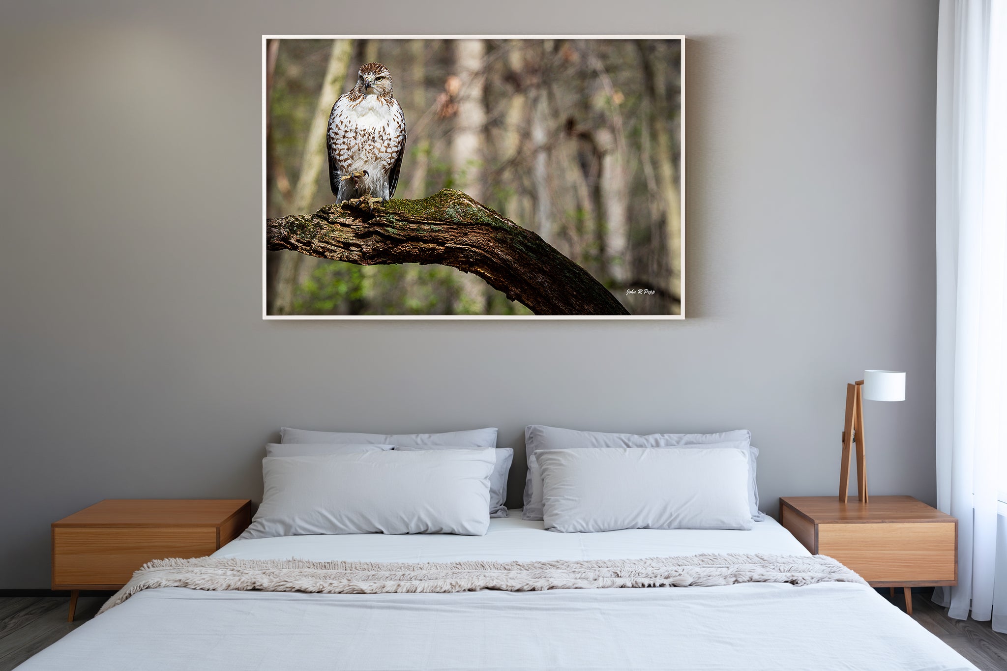 Red-Tailed Hawk with Raised Talon