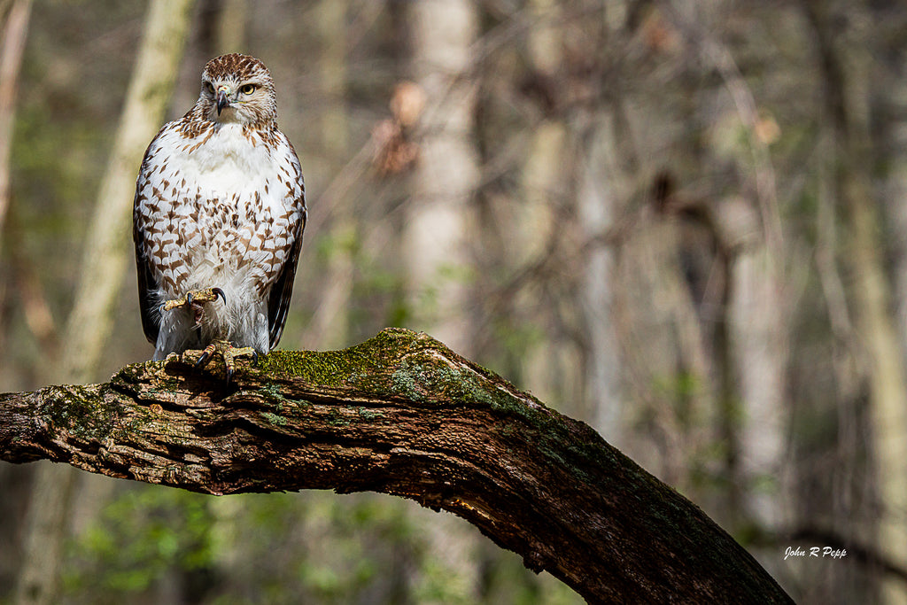 Red-Tailed Hawk with Raised Talon