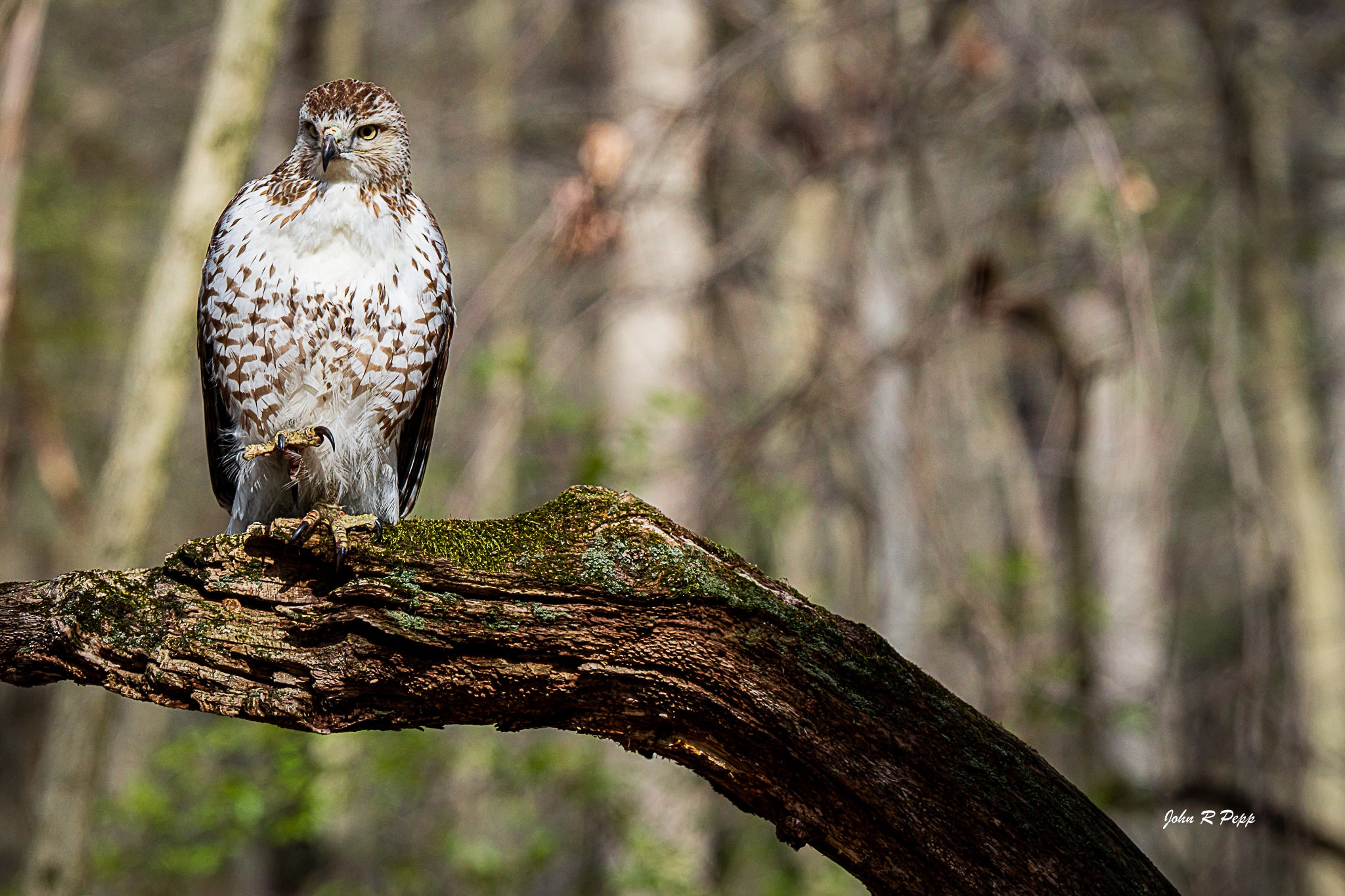 Red-Tailed Hawk with Raised Talon