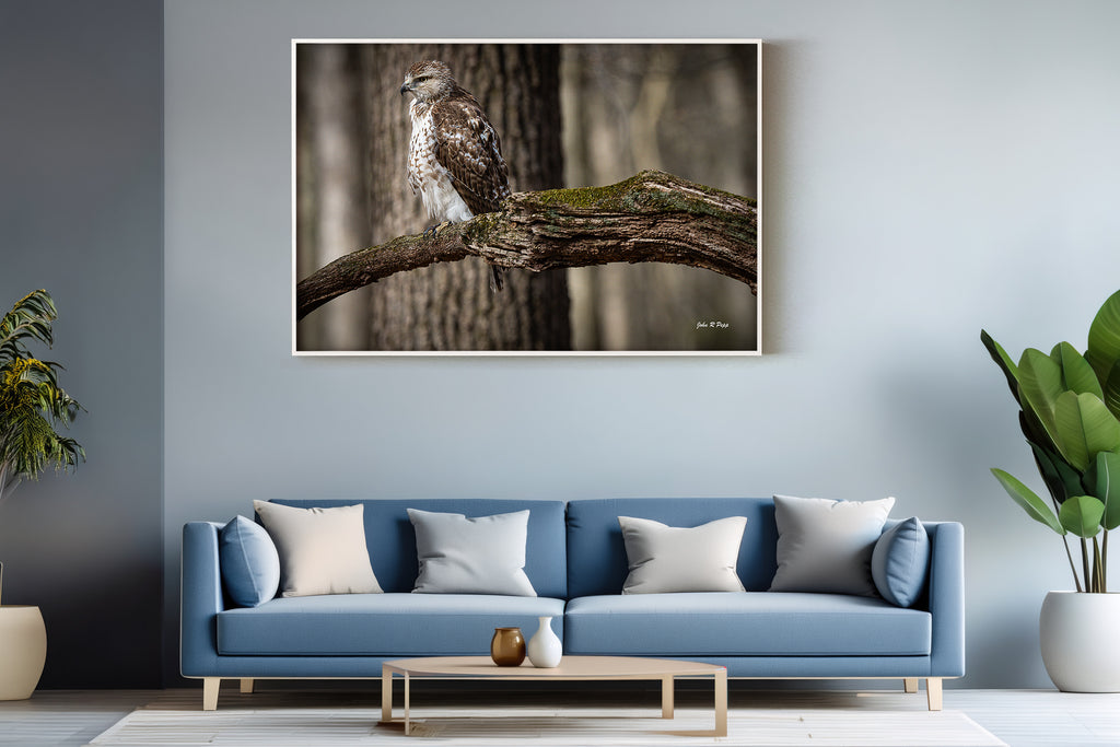 Red-Tailed Hawk on Mossy Branch