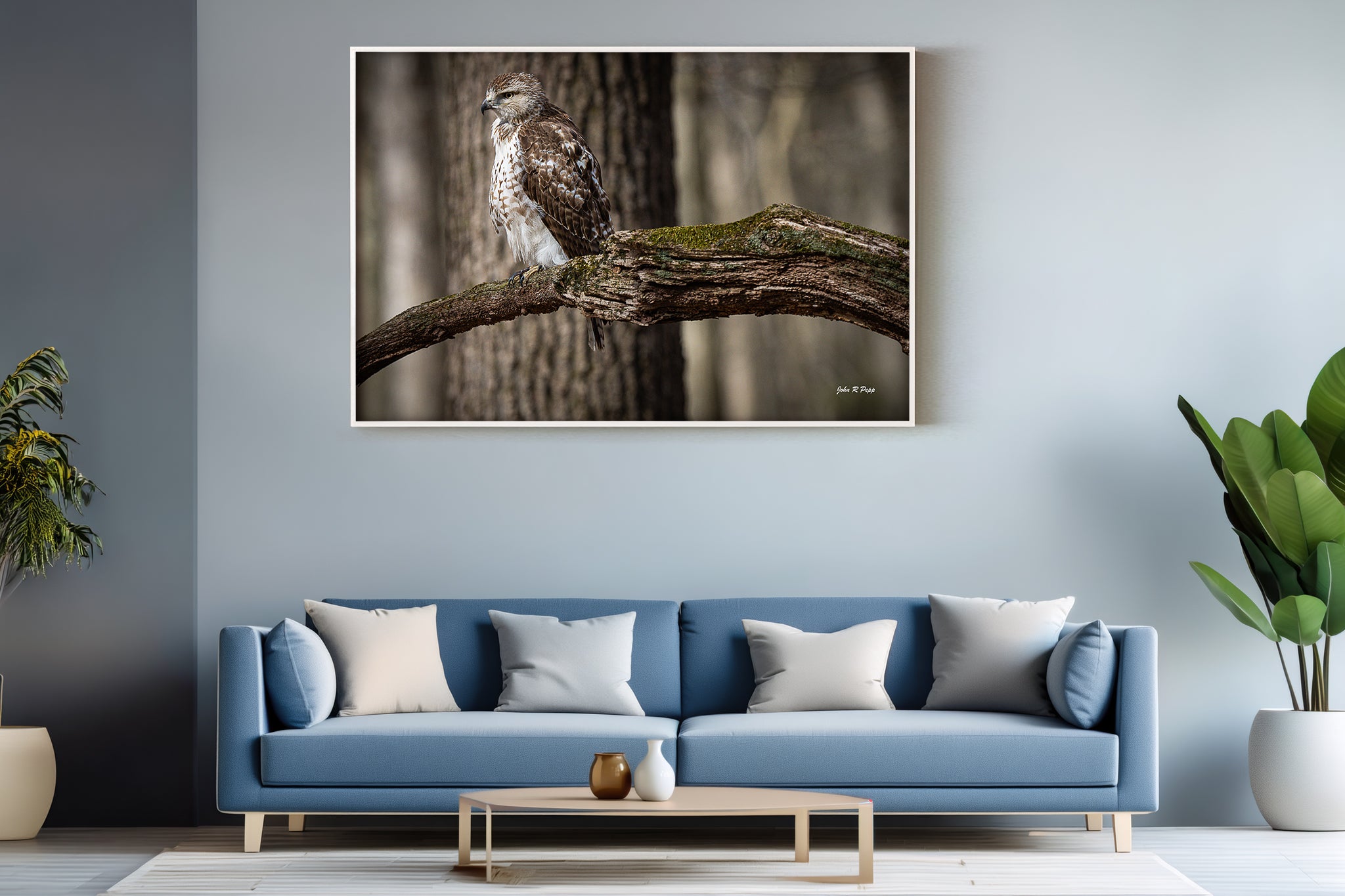 Red-Tailed Hawk on Mossy Branch