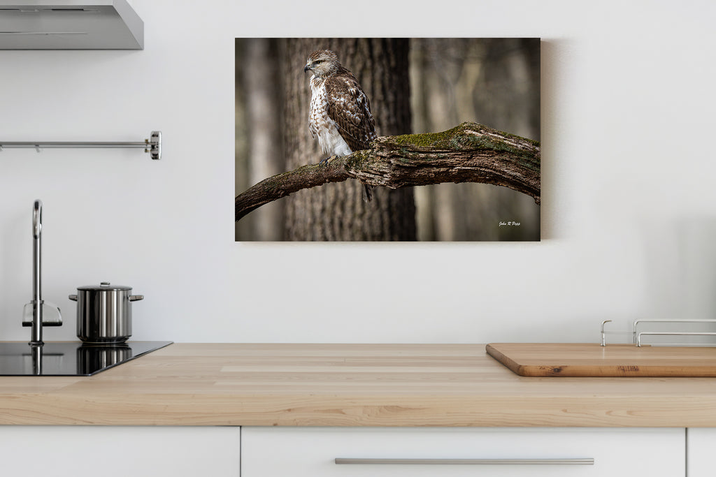 Red-Tailed Hawk on Mossy Branch
