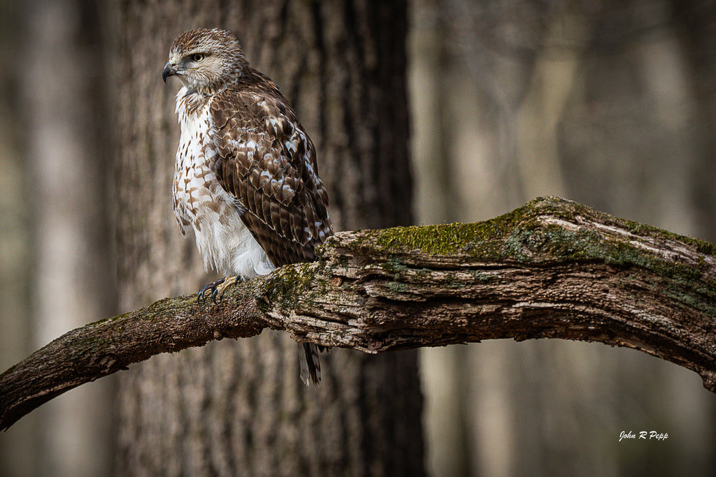 Red-Tailed Hawk on Mossy Branch