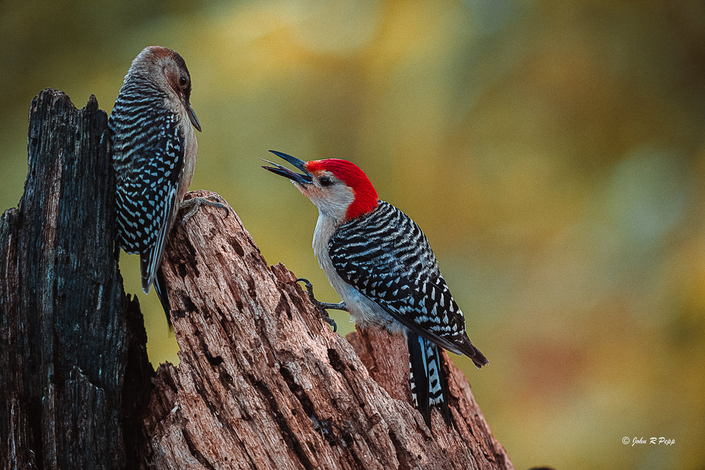 Red-Bellied Woodpecker Parenting - A Lesson in the Woods