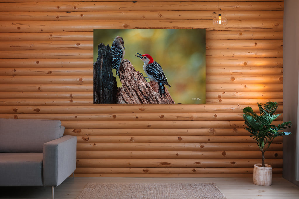 Red-Bellied Woodpecker Parenting - A Lesson in the Woods