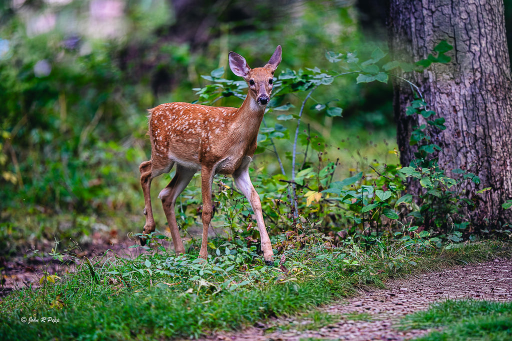 Fawn's Gaze - A Moment of Pure Innocence in the Forest