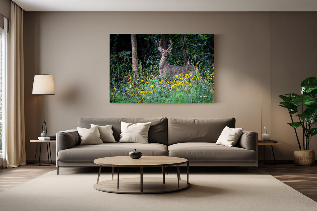 White-Tailed Buck in Motion