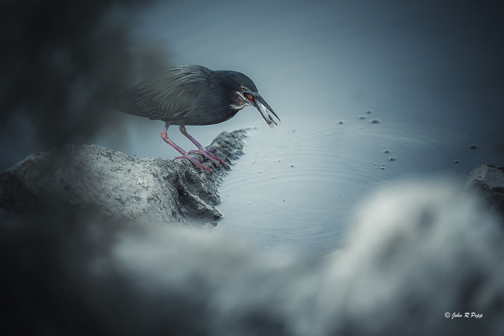 Green Heron Catching Fish - HD Acrylic Print