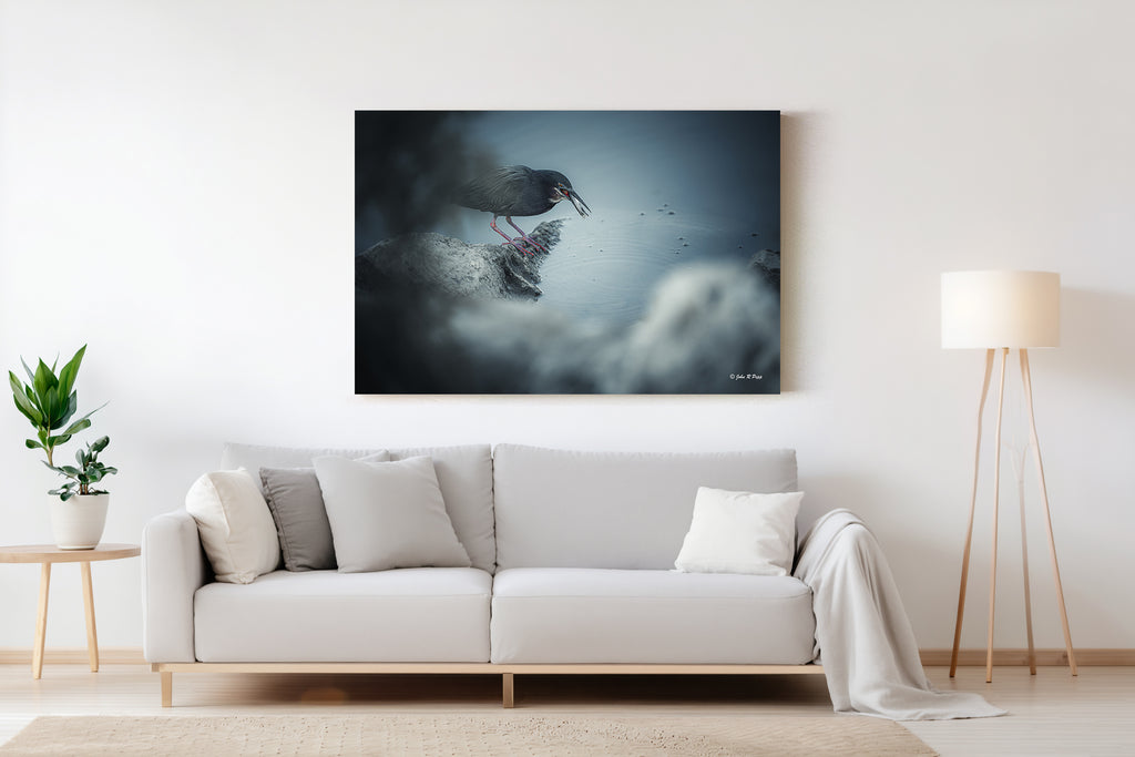 Green Heron Catching Fish - HD Acrylic Print