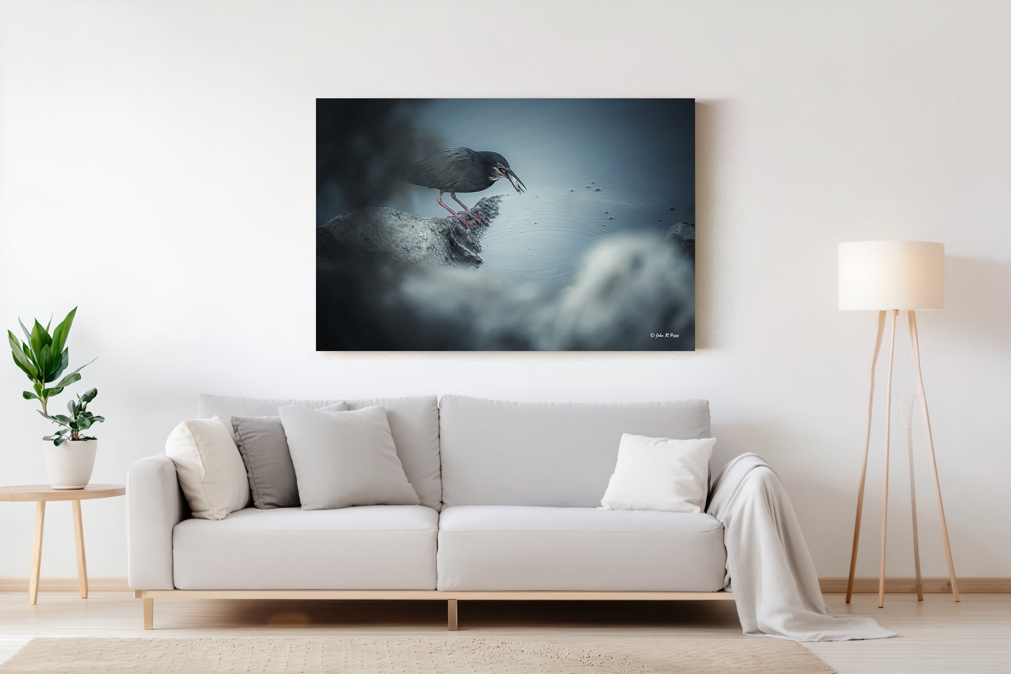 Green Heron Catching Fish - HD Acrylic Print