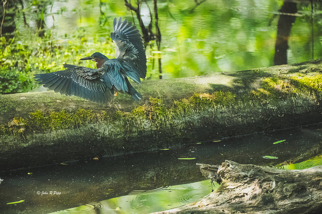 Green Heron Landing on Fallen Tree - HD Acrylic Print