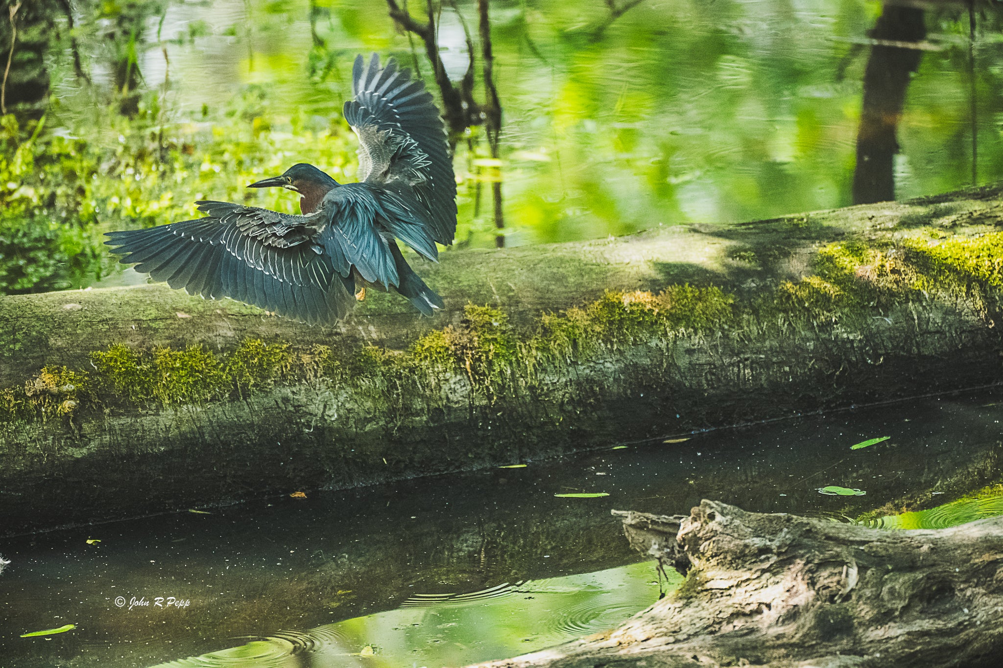 Green Heron Landing on Fallen Tree - HD Acrylic Print