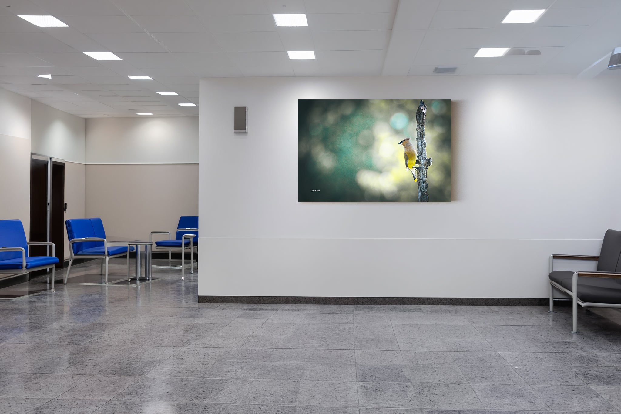 Cedar Waxwing on Elegant Perch - Refined Beauty