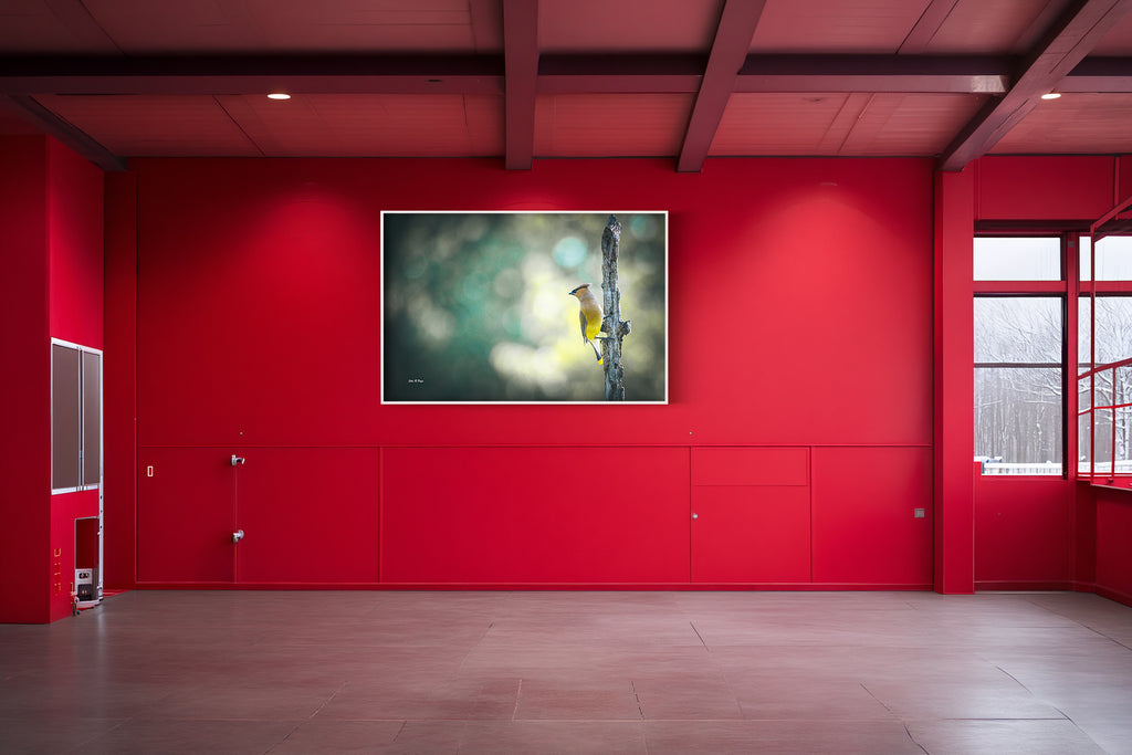 Cedar Waxwing on Elegant Perch - Refined Beauty