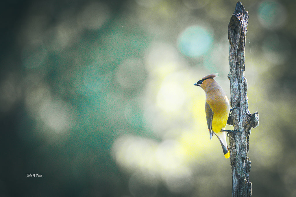 Cedar Waxwing on Elegant Perch - Refined Beauty
