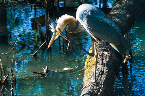 Great Blue Heron in Deep Thought - Contemplative Moment