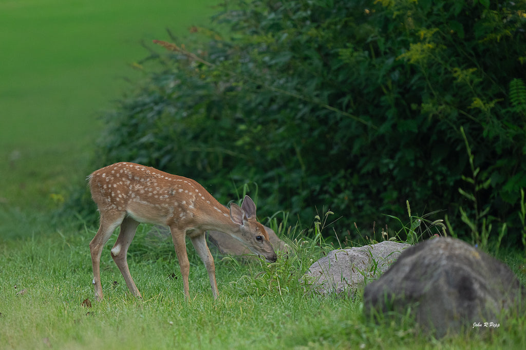 White-Tailed Fawn Eating Grass - Adorable Forest Moment