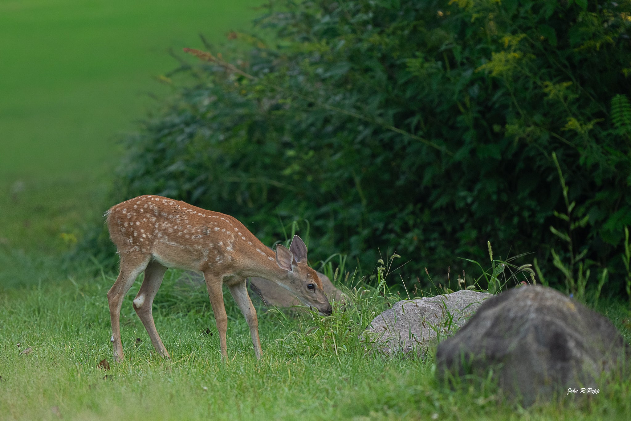 White-Tailed Fawn Eating Grass - Adorable Forest Moment