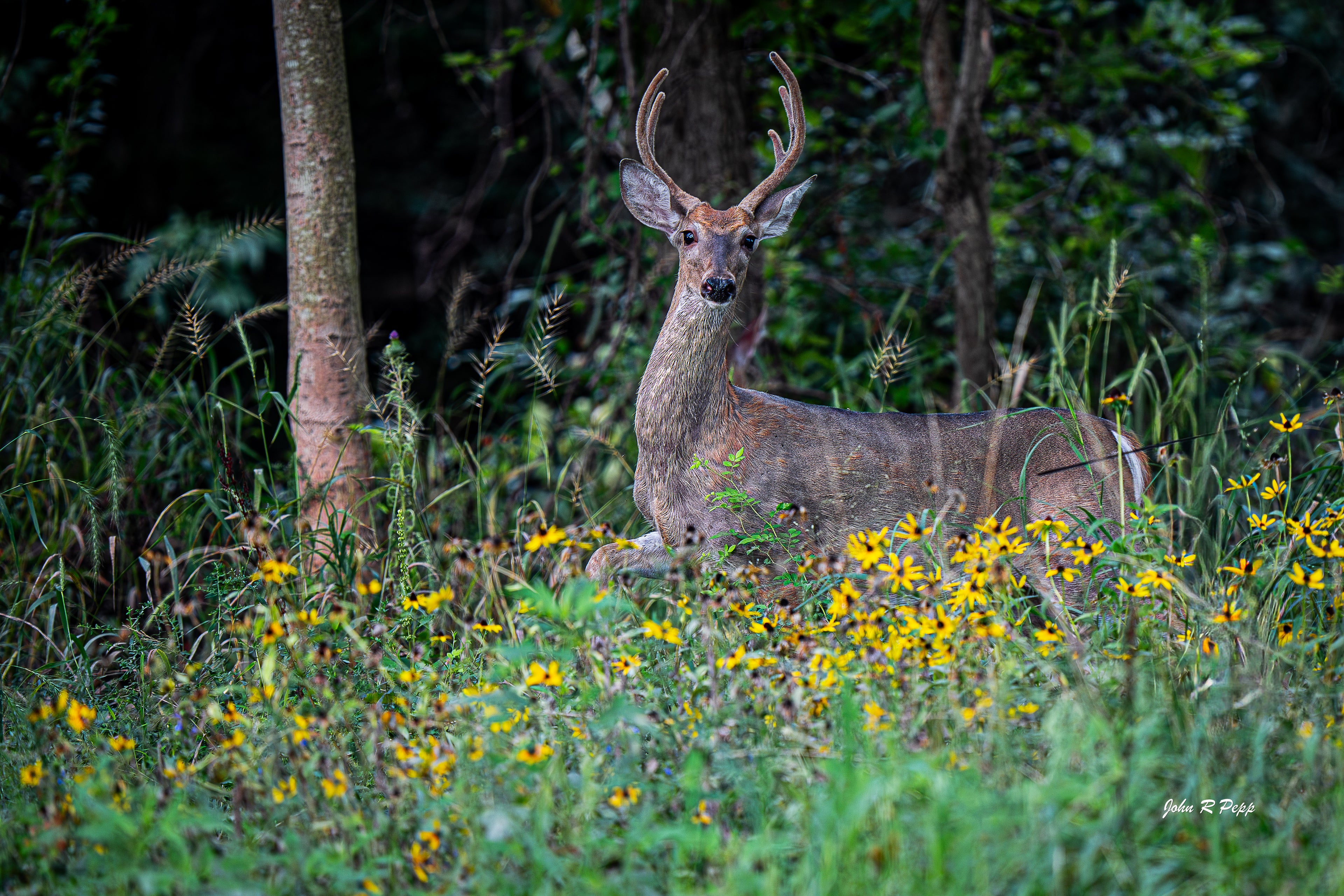 White-Tailed Buck in Motion