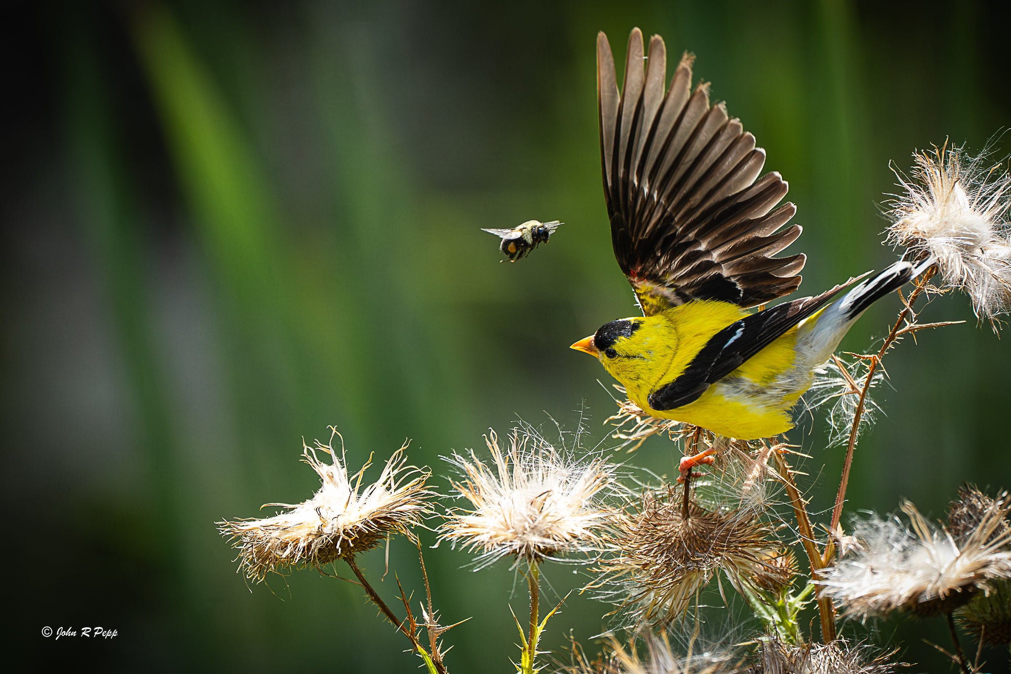 American Goldfinch and the Bee - A Moment of Natural Whimsy
