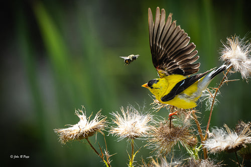 American Goldfinch and the Bee - A Moment of Natural Whimsy