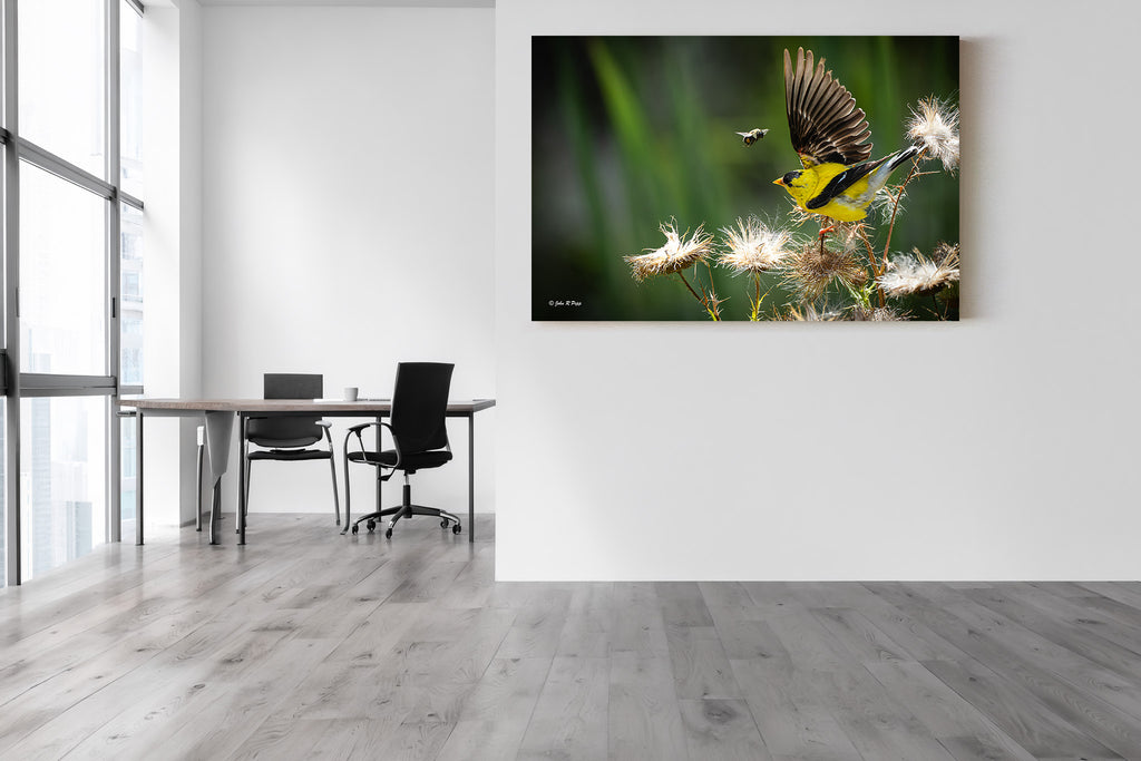 American Goldfinch and the Bee - A Moment of Natural Whimsy