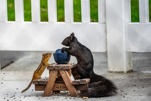 Chipmunk and Squirrel Picnic Time - HD Acrylic Print
