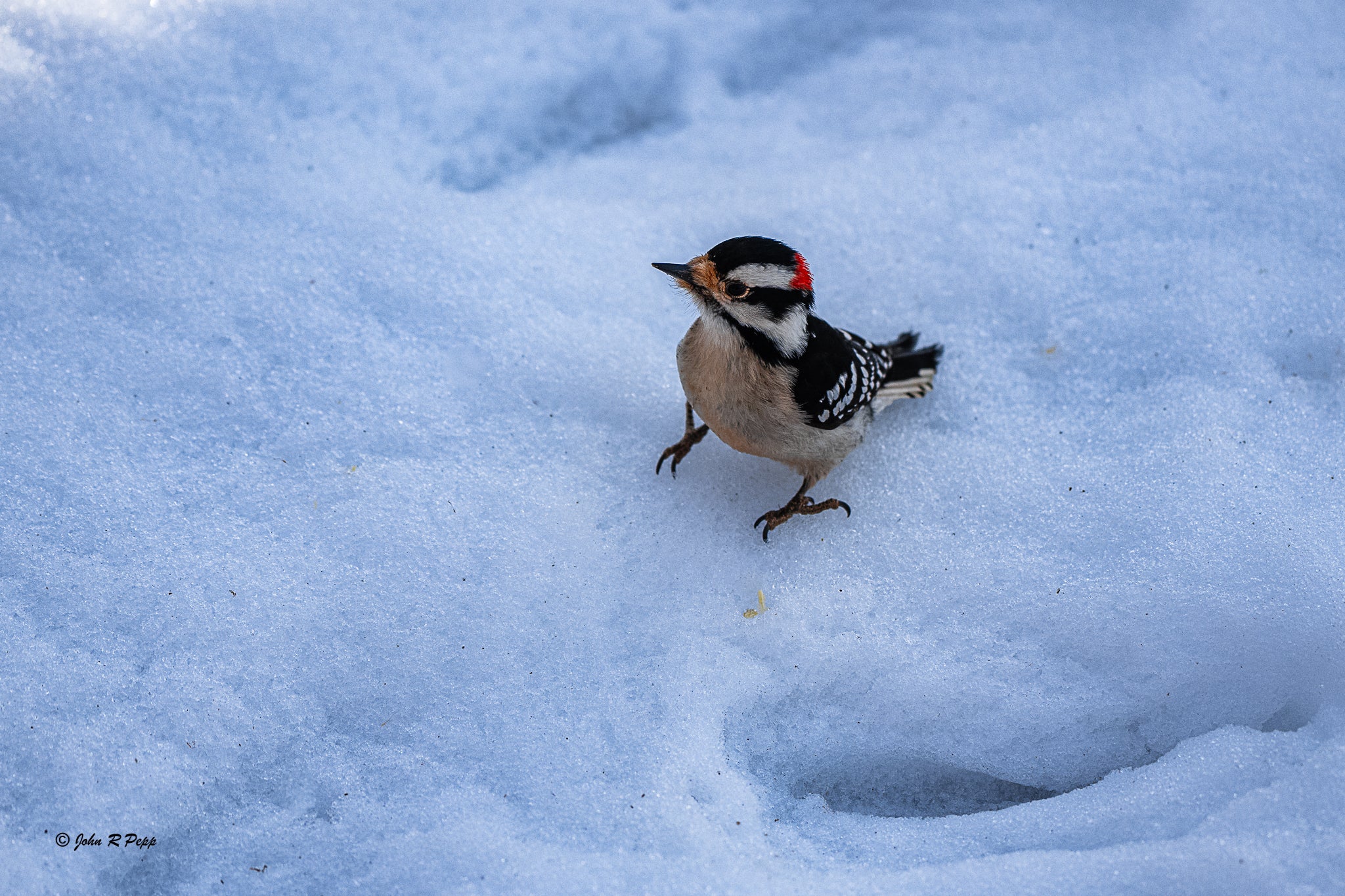 Male Downy Woodpecker - A Symphony in Black, White, and Crimson