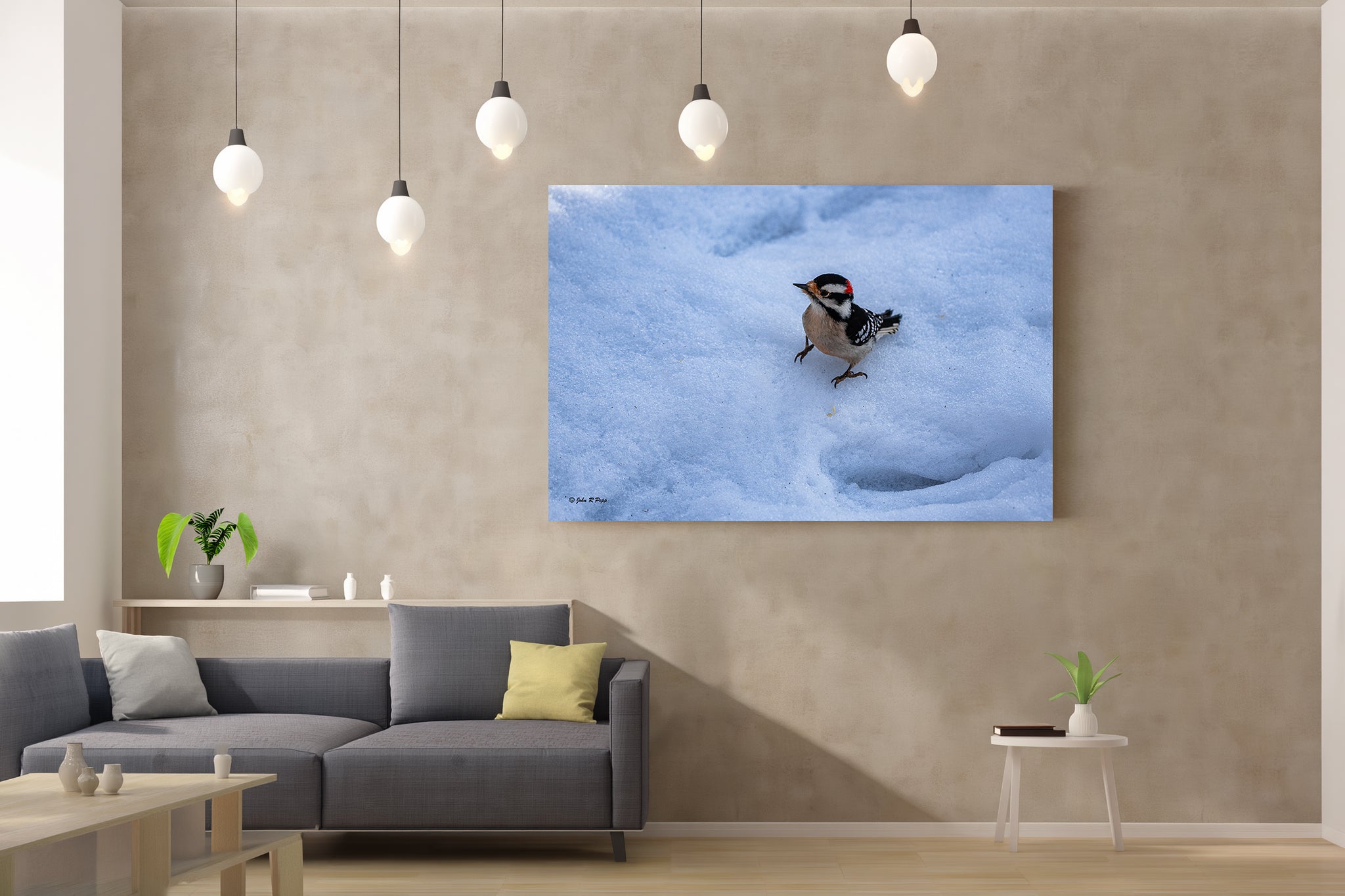 Male Downy Woodpecker - A Symphony in Black, White, and Crimson