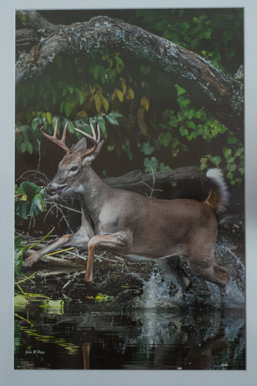 “River Crossing” Framed — Fine Art Wildlife Photography by Livonia Artist John Pepp