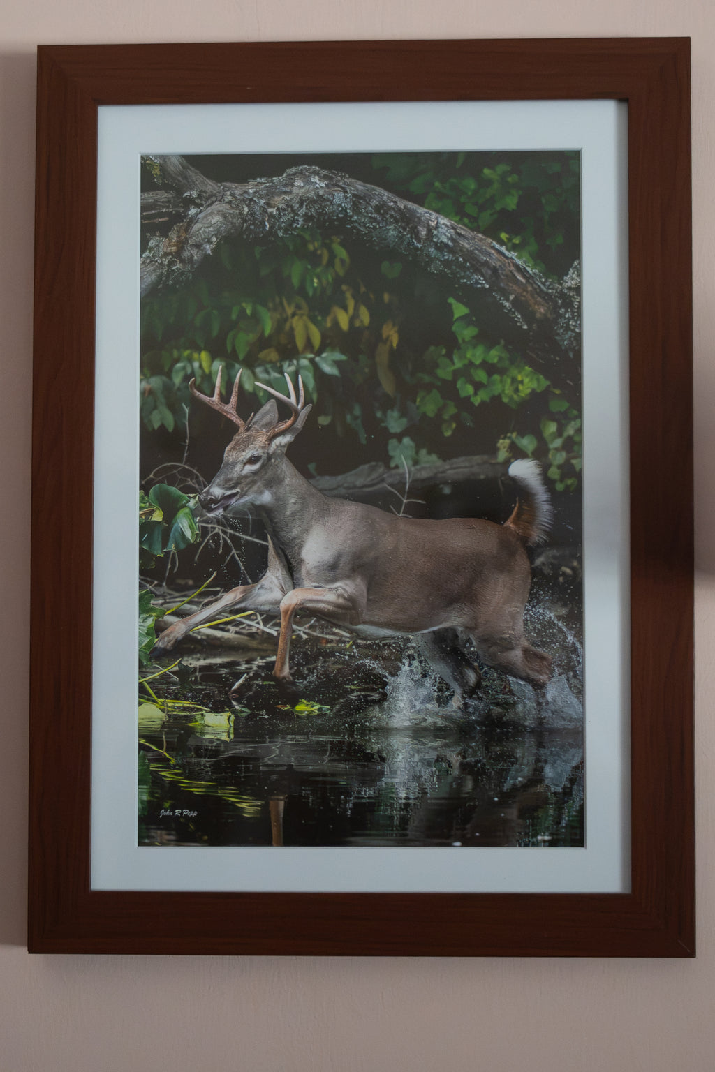 “River Crossing” Framed — Fine Art Wildlife Photography by Livonia Artist John Pepp