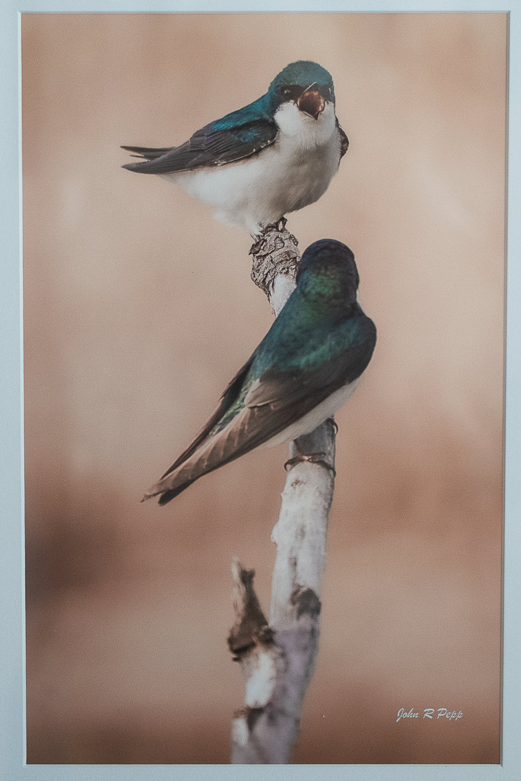 "Morning Argument" Tree Swallows — Framed 16x20 Michigan Bird Print