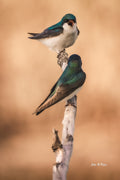 Tree Swallows "Morning Argument" — 13x19 Fine Art Print, Signed