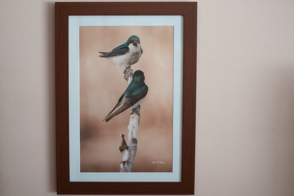 "Morning Argument" Tree Swallows — Framed 16x20 Michigan Bird Print