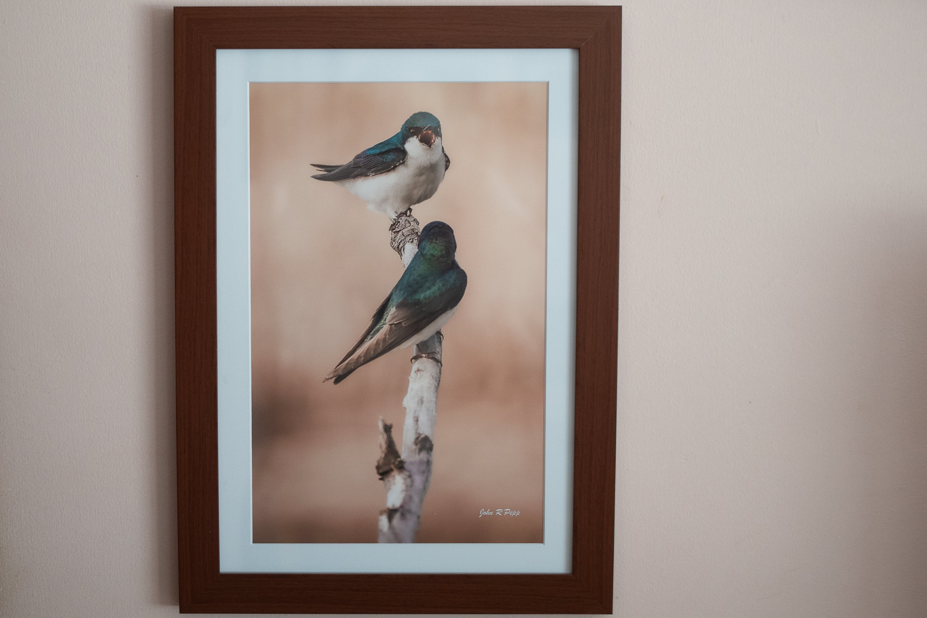 "Morning Argument" Tree Swallows — Framed 16x20 Michigan Bird Print
