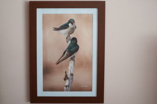 "Morning Argument" Tree Swallows — Framed 16x20 Michigan Bird Print