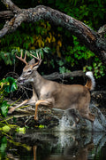 "River Crossing" White-tailed Buck — 13x19 Fine Art Print, Digitally Signed