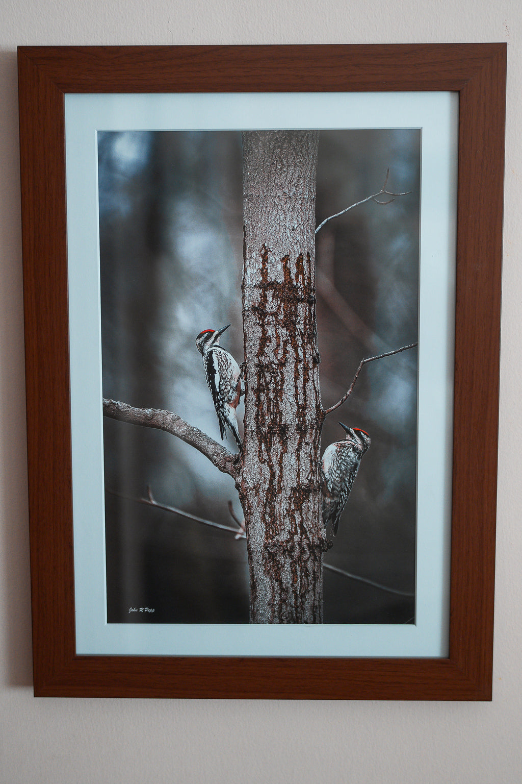 Yellow-bellied Sapsuckers – April 14, 2026 11:08am | 13x19 Michigan Wildlife Photo, Studio-Signed Matted Print on Pro Luster
