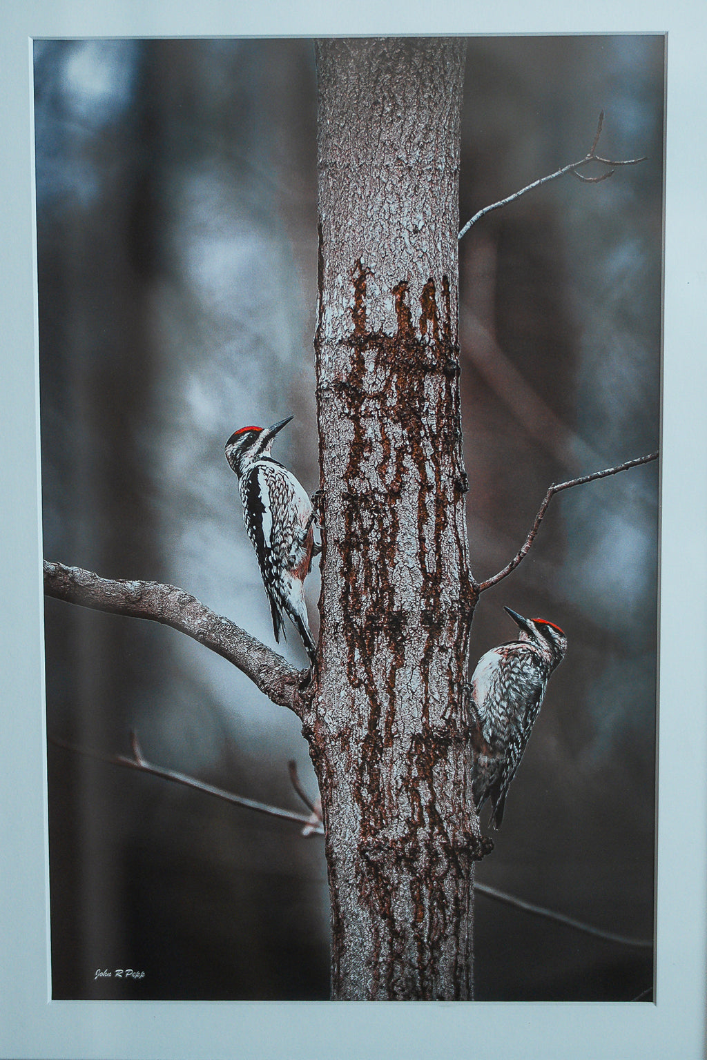 Yellow-bellied Sapsuckers – April 14, 2026 11:08am | 13x19 Michigan Wildlife Photo, Studio-Signed Matted Print on Pro Luster